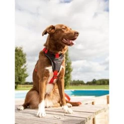 Beeztees Parinca Premium Y-Geschirr 14 Beeztees Parinca Premium Y-Geschirr -Haustierprodukte beeztees parinca premium y tuig 199580 0500 none