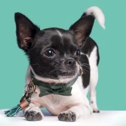 DWAM Halsband Bowie 9 DWAM Halsband Bowie -Haustierprodukte dwam bowie halsband 186562 0500 none