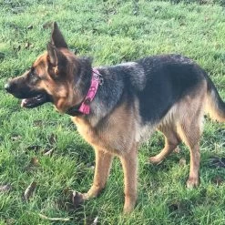 DWAM Halsband Boho Rosa -Haustierprodukte dwam halsband boho rosa 133652 0500 none