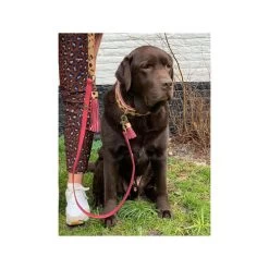 DWAM Halsband Lou Lou -Haustierprodukte dwam halsband lou lou 182185 0500 none