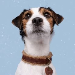 DWAM Halsband Teddy -Haustierprodukte dwam halsband teddy 189220 0500 none