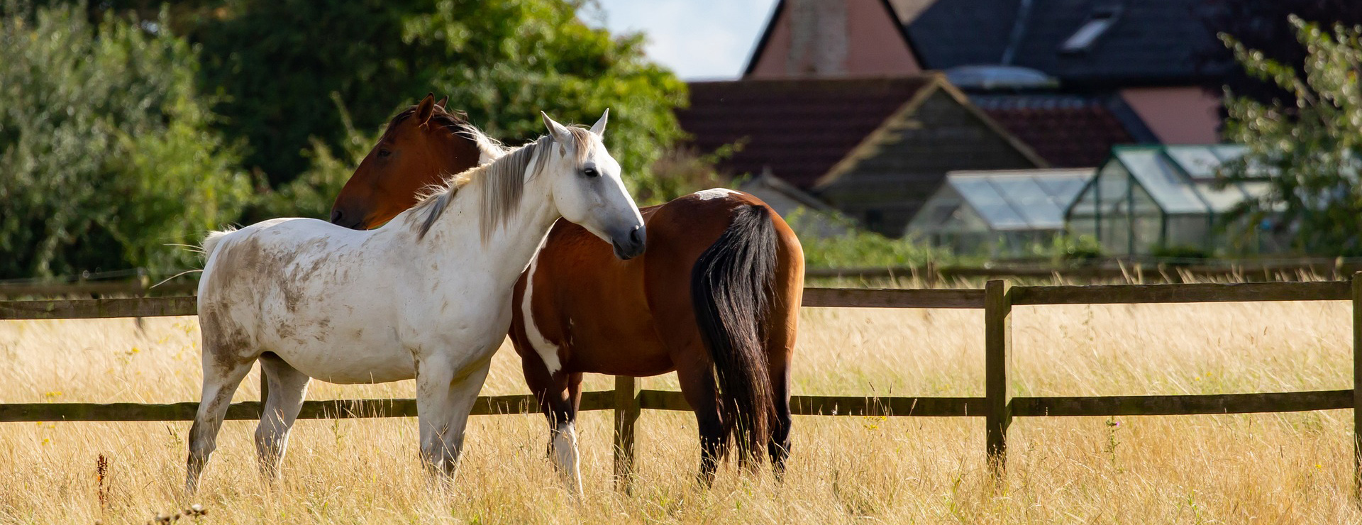 Haustierprodukte -Haustierprodukte horses 5499465 1920