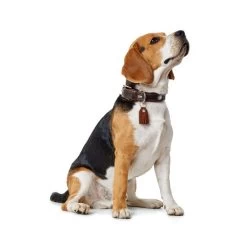 Hunter Halsband Cody -Haustierprodukte hunter halsband cody 116499 0500 none