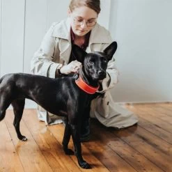 Hunter Halsband Divo 17 Hunter Halsband Divo -Haustierprodukte hunter halsband divo 208013 0500 none