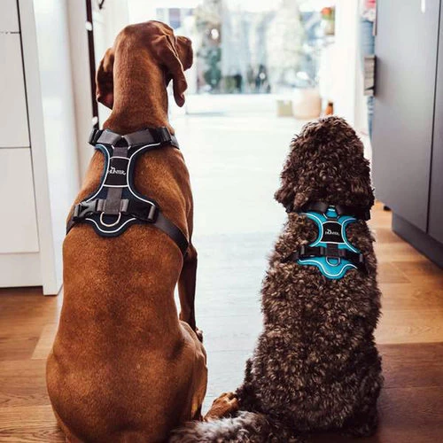 Hunter Geschirr Divo Dunkelblau/Grau 9 Hunter Geschirr Divo Dunkelblau/Grau – Bild 7