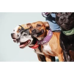 Hurtta Weekend Warrior Halsband -Haustierprodukte hurtta weekend warrior collar 189084 0500 none