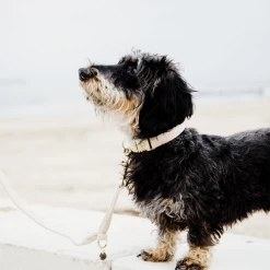 Kentucky Dogwear Hundehalsband Wool -Haustierprodukte kentucky dogwear hondenhalsband wool 219704 0500 none