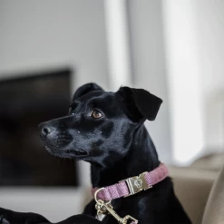 Kentucky Dogwear Hundehalsband Wool -Haustierprodukte kentucky dogwear hondenhalsband wool 219710 0500 none