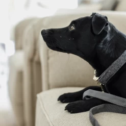 Kentucky Dogwear Hundehalsband Wool -Haustierprodukte kentucky dogwear hondenhalsband wool 219712 0500 none