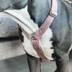 Kentucky Dogwear Hundegeschirr Velvet Loop 16 Kentucky Dogwear Hundegeschirr Velvet Loop -Haustierprodukte kentucky dogwear hondenharnas velvet loop 219284 0500 none