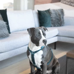 Kentucky Dogwear Hundegeschirr Velvet Loop 15 Kentucky Dogwear Hundegeschirr Velvet Loop -Haustierprodukte kentucky dogwear hondenharnas velvet loop 219293 0500 none