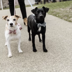 Kentucky Dogwear Fliege Samt -Haustierprodukte kentucky dogwear hondenstrikje velvet 219174 0500 none