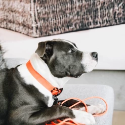 Kentucky Dogwear Schleppleine Soft Rubber -Haustierprodukte kentucky dogwear sleeplijn soft rubber 219205 0500 none