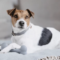 Kentucky Silikonknochen -Haustierprodukte kentucky siliconen bot 219133 0500 none