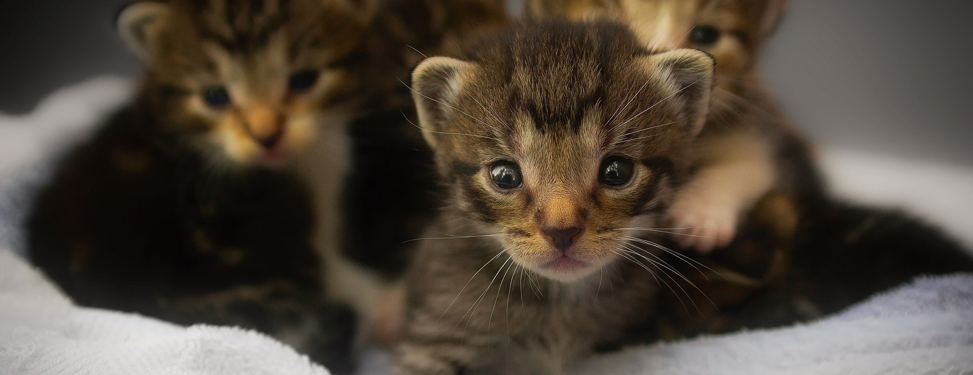 Haustierprodukte -Haustierprodukte kittens 1824367 1920