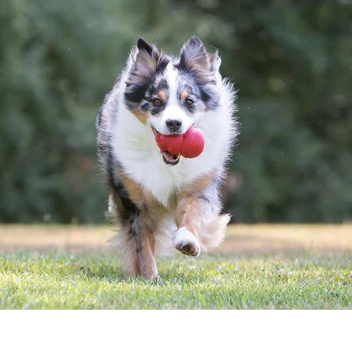 KONG Classic 4 KONG Classic – Bild 2