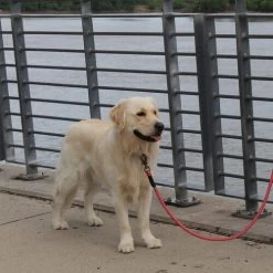 KONG Rope Leash - Schwarz -Haustierprodukte kong rope leash 194549 0500 none