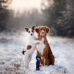 Medical Pet Shirt Boot -Haustierprodukte medical pets boot 167509 0500 none