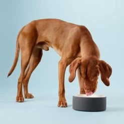 PAIKKA Cool Bowl -Haustierprodukte paikka cool bowl 217839 0500 none