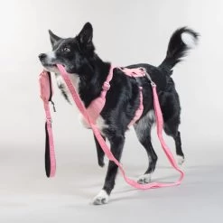 PAIKKA Visibility Leash -Haustierprodukte paikka visibility leash 217818 0500 none