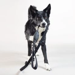PAIKKA Visibility Leash -Haustierprodukte paikka visibility leash 217819 0500 none