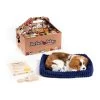 Perfect Petzzz Soft Cavalier King Charles 1 Perfect Petzzz Soft Cavalier King Charles -Haustierprodukte perfect petzzz soft cavalier king charles 151240 0500 none