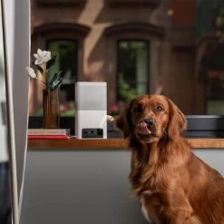 Petcube Bites 2 Lite -Haustierprodukte petcube bites 2 lite 221205 0500 none