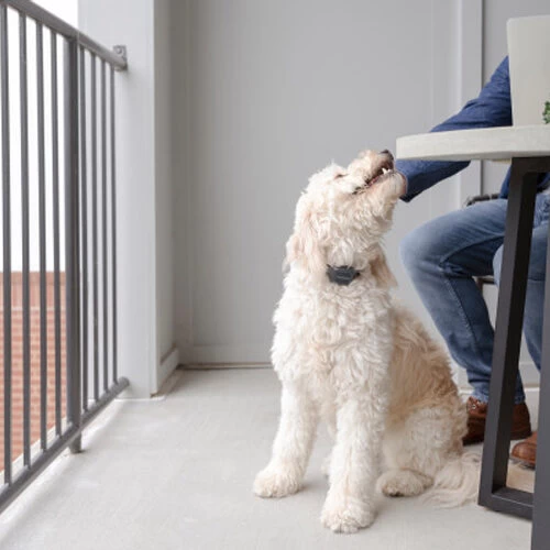 PetSafe Anti-Bell-Halsband 6 PetSafe Anti-Bell-Halsband – Bild 4