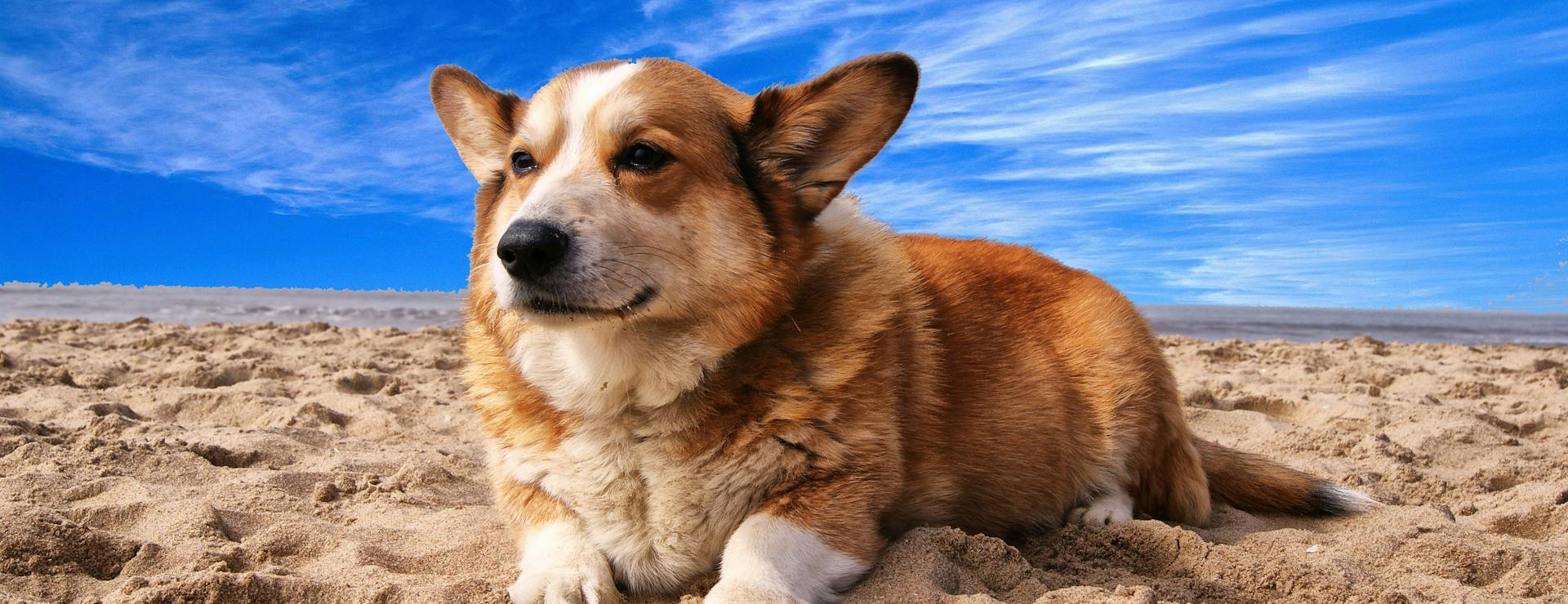 Haustierprodukte -Haustierprodukte pexels pixabay 164186