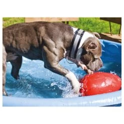 Jolly Egg 13 Jolly Egg -Haustierprodukte product jolly egg none 4 1496839894 86968