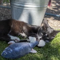 Robocat Lachs 11 Robocat Lachs -Haustierprodukte robocat zalm 168219 0500 none