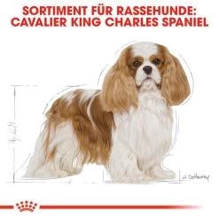 Royal Canin Cavalier King Charles Adult - Hundefutter -Haustierprodukte royal canin cavalier king charles adult hondenvoer 137857 0500 none