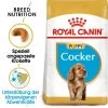 Royal Canin Cocker Puppy - Hundefutter -Haustierprodukte royal canin cocker puppy hondenvoer 140501 0500 none