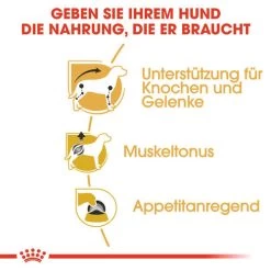 Royal Canin Dachshund Adult Wet - Hundefutter -Haustierprodukte royal canin dachshund adult wet hondenvoer 138397 0500 none