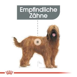 Royal Canin Maxi Dental Care - Hundefutter 11 Royal Canin Maxi Dental Care - Hundefutter -Haustierprodukte royal canin dental care maxi hondenvoer 130862 0500 none