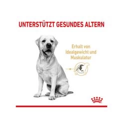 Royal Canin Labrador Retriever Adult 5+ -Haustierprodukte royal canin labrador retriever adult 5 165145 0500 none