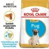 Royal Canin Pug Puppy - Hundefutter -Haustierprodukte royal canin pug puppy hondenvoer 139921 0500 none