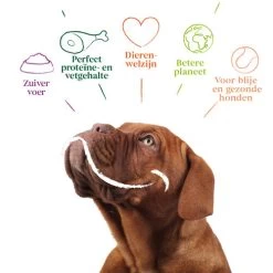 Yarrah - Bröckchen Huhn Mit Brennnessel & Tomate In Soße Bio -Haustierprodukte yarrah natvoer hond blik chunks met kip bio 201188 0500 none